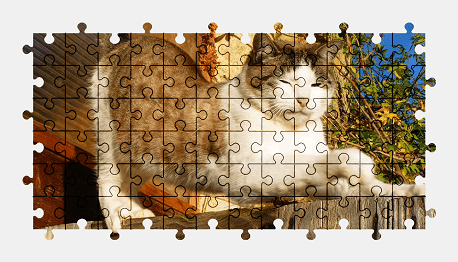Jigsaw puzzle online cat,animal,pet,colorful
