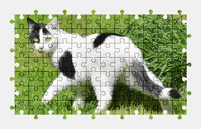 Jigsaw puzzle online cat,garden,grass,nature,spring,animal
