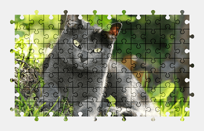 Jigsaw puzzle online cat,animal,pet,grass