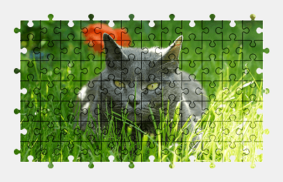 Jigsaw puzzle online cat,grass,british-shorthair,colorful,nature