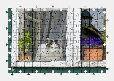 Jigsaw puzzle online cat,windows,animal,colorful,pet