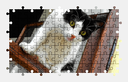 Jigsaw puzzle online cat,pet,animal,windows