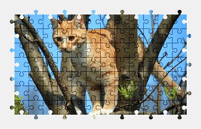 Jigsaw puzzle online cat,kitten,animal,tree
