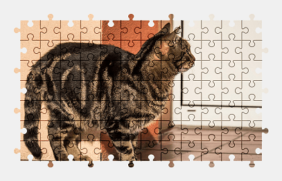 Jigsaw puzzle online cat,pet,animal,colorful