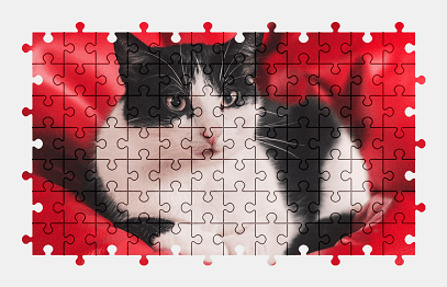 Jigsaw puzzle online cat,animal,pet