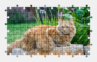 Jigsaw puzzle online cat,cute,animal,pet,colorful