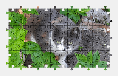 Jigsaw puzzle online cat,animal,nature