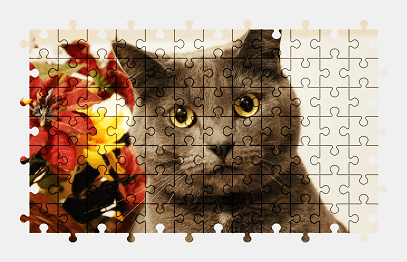 Jigsaw puzzle online british-shorthair,cat,flower,pet,animal