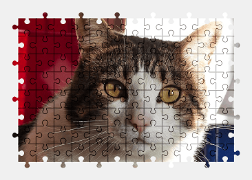 Jigsaw puzzle online cat,pet,animal,cute,colorful