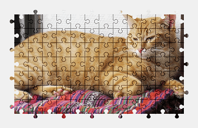 Jigsaw puzzle online orange,cat,animal,pet,relax,colorful