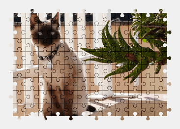 Jigsaw puzzle online cat,animal,pet