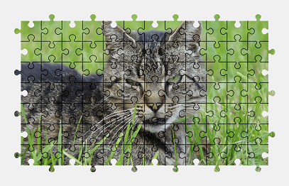 Jigsaw puzzle online cat,animal,pet,nature,grass