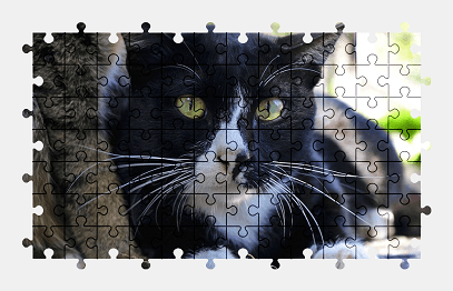 Jigsaw puzzle online cat,animal,pet