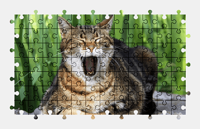 Jigsaw puzzle online cat,animal,pet,cute,colorful