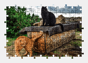 Jigsaw puzzle online cat,animal,colorful