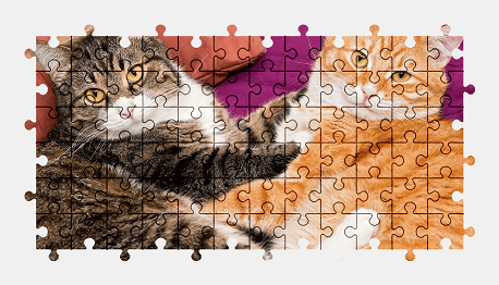 Jigsaw puzzle online cat,animal,pet,colorful
