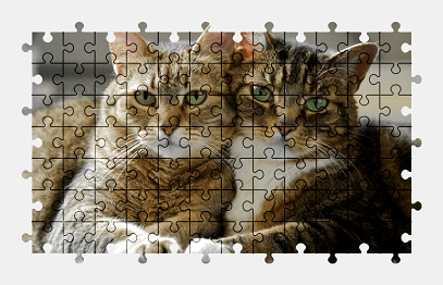 Jigsaw puzzle online cat,animal,pet,colorful