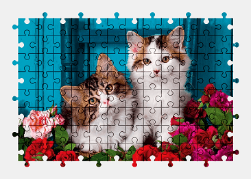 Jigsaw puzzle online cat,rose,animal,cute,colorful
