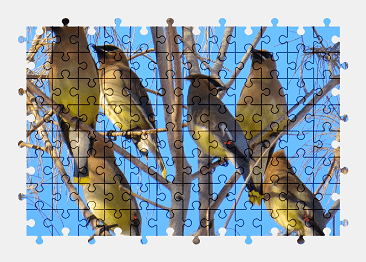 Jigsaw puzzle online bird,animal,branch,colorful