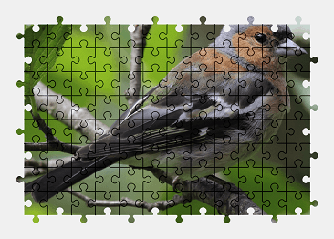 Jigsaw puzzle online bird,animal,nature