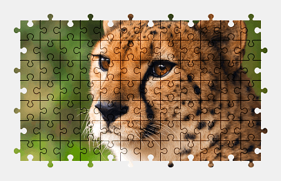 Jigsaw puzzle online cheetah,animal,nature,colorful
