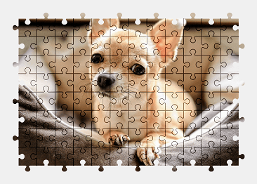 Jigsaw puzzle online chihuahua,dog,animal,pet,colorful