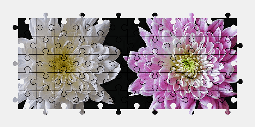 Jigsaw puzzle online white,pink,dahlia,flower,nature