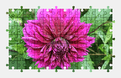 Jigsaw puzzle online dahlia,pink,flower,nature