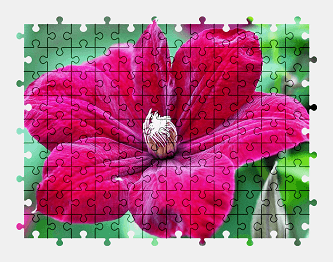 Jigsaw puzzle online clematis,flower,colorful,nature