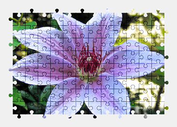 Jigsaw puzzle online clematis,flower,colorful