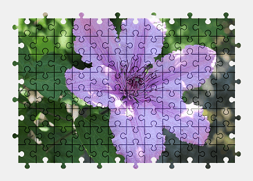 Jigsaw puzzle online clematis,flower,summer,beautiful,nature,colorful
