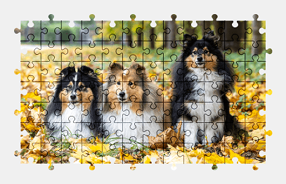 Jigsaw puzzle online collie,dog,animal,autumn,colorful,nature
