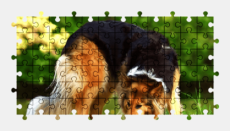 Jigsaw puzzle online dog,animal,nature,colorful
