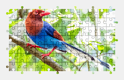 Jigsaw puzzle online colorful,bird,color,animal,branch,nature