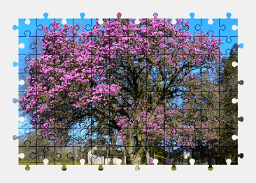 Jigsaw puzzle online tree,nature,colorful