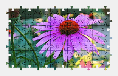 Jigsaw puzzle online purple,flower,nature,echinacea,colorful