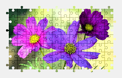 Jigsaw puzzle online cosmos,flower,nature,purple,colorful