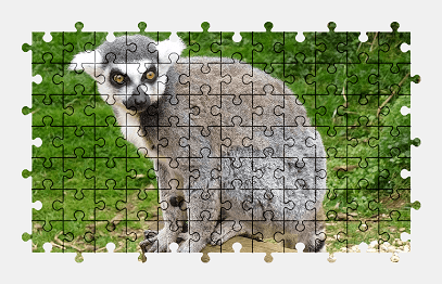 Jigsaw puzzle online lemur,animal
