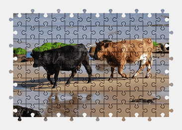 Jigsaw puzzle online cow,beach,sea,animal