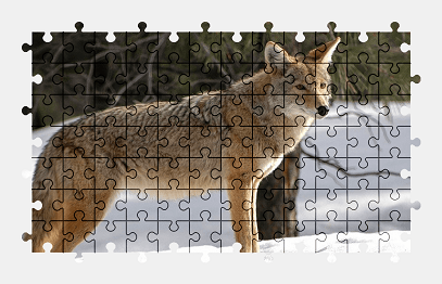 Jigsaw puzzle online wildlife,predator,animal,wolf,nature,snow