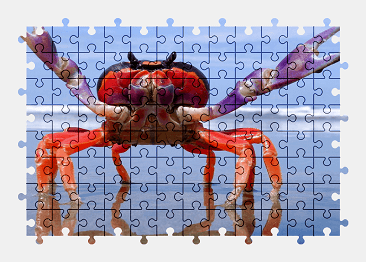 Jigsaw puzzle online animal,colorful,beach