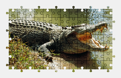 Jigsaw puzzle online crocodile,animal