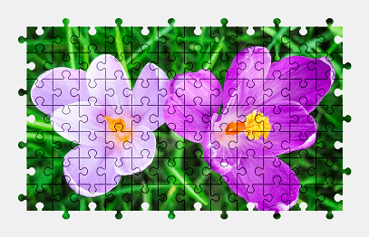 Jigsaw puzzle online purple,crocus,flower,spring,blossom,bloom,nature,colorful