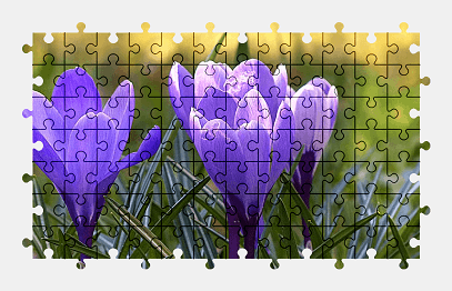 Jigsaw puzzle online purple,crocus,flower,spring,nature,colorful