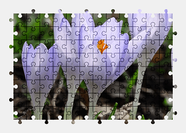 Jigsaw puzzle online crocus,flower,nature,colorful