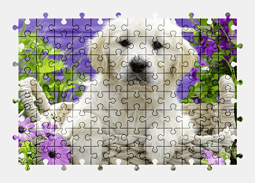 Jigsaw puzzle online cute,white,puppy,animal,dog,colorful,pet