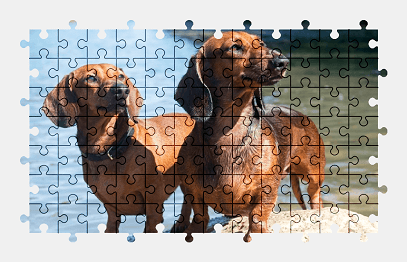 Jigsaw puzzle online dachshund,dog,animal,colorful