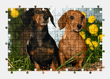 Jigsaw puzzle online dachshund,dog,animal,colorful