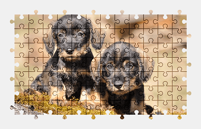 Jigsaw puzzle online dachshund,puppy,dog,animal,colorful