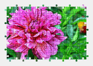 Jigsaw puzzle online pink,dahlia,flower,plant,nature,colorful